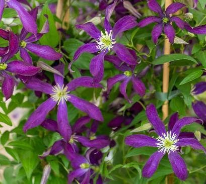 Clematis 'Glorious Night'