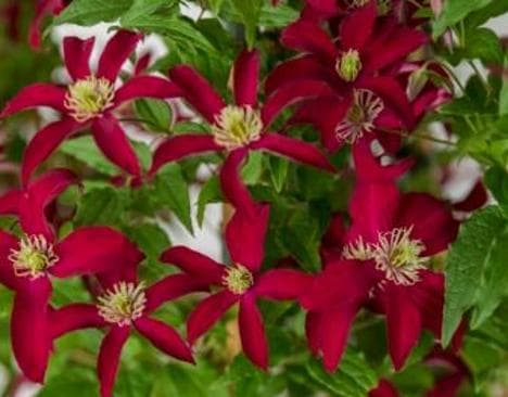 Clematis 'Glorious Red'