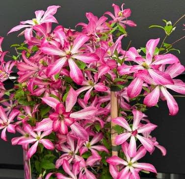Clematis 'Glorious Suprise'