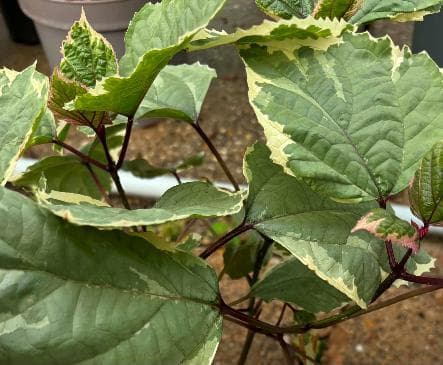 Clerodendrum bungei 'Pink Diamond'