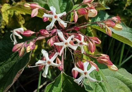 Clerodendrum trichotomum var. fargesii