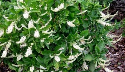 Clethra alnifolia 'Hummingbird'