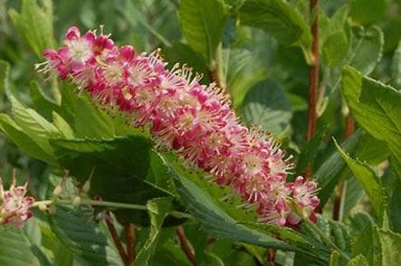 Clethra alnifolia 'Ruby Spice'