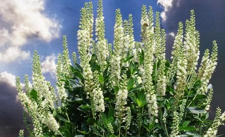 Clethra alnifolia 'Sixteen Candles'