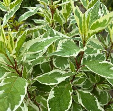 Cornus alba 'Ivory Halo'