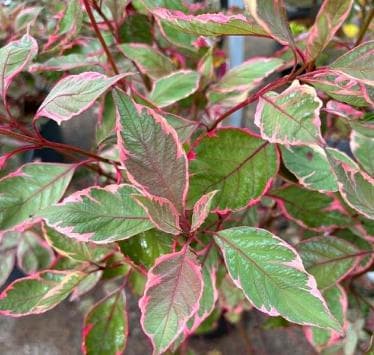 Cornus alba 'Miracle'