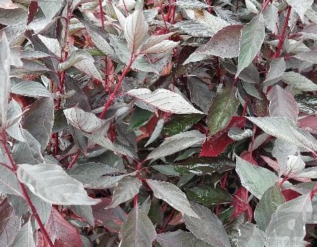 Cornus alba 'Nightfall'