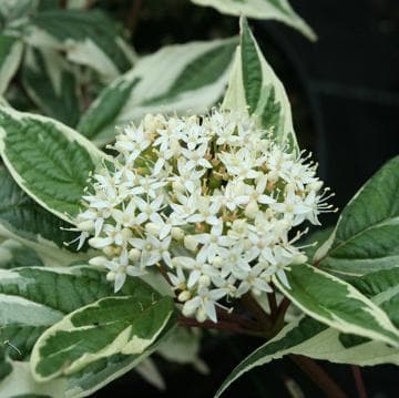Cornus controversa 'Variegata'