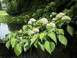 Cornus controversa