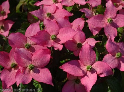 Cornus kousa 'Beni Fuji'