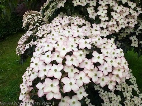 Cornus kousa 'Cappuccino'