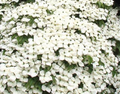 Cornus kousa 'China Girl'