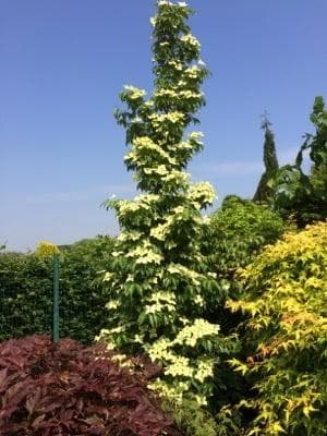 Cornus kousa 'Flower Tower' PBR