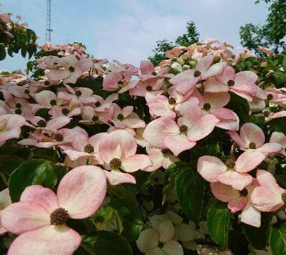 Cornus kousa 'Heart Throb'