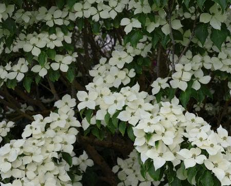 Cornus kousa 'Mandarin Jewel'®