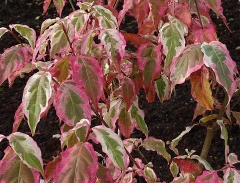 Cornus kousa 'Summer Fun'
