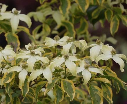 Cornus kousa 'Summer Gold'