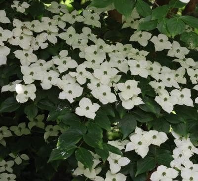 Cornus kousa 'Wisley Queen'