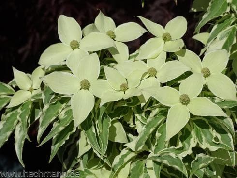 Cornus kousa 'Wolf Eyes'