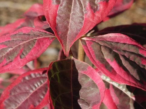 Cornus x 'Pevé Sammy'