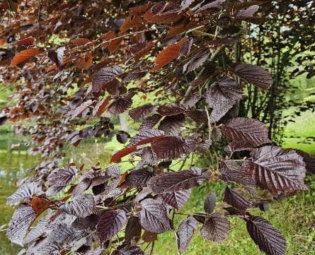 Corylus avellana 'Rode Zellernoot'