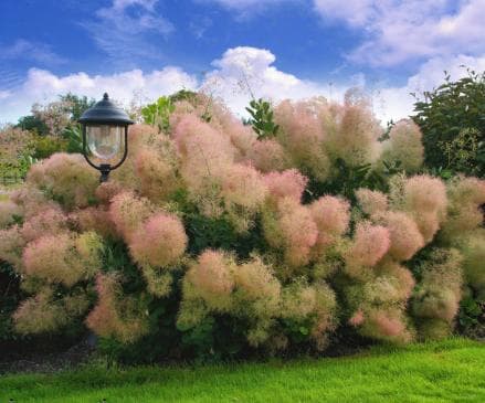 Cotinus coggygria 'Young Lady' (S)