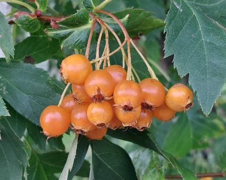 Crataegus wattiana