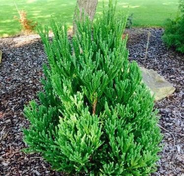 Cryptomeria japonica 'Chapel View'