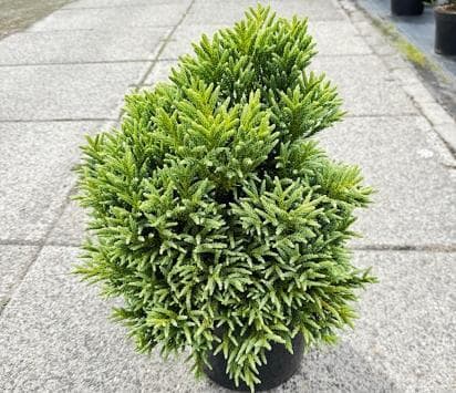 Cryptomeria japonica 'Dragon Prince'