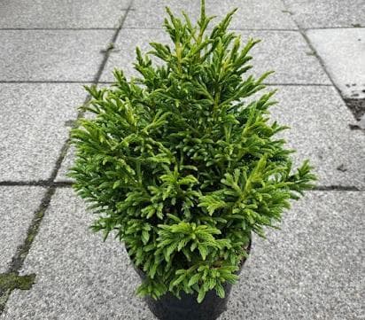 Cryptomeria japonica 'Dragon Warrior'