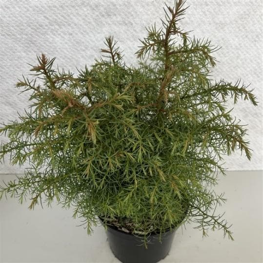 Cryptomeria japonica 'Elegans'