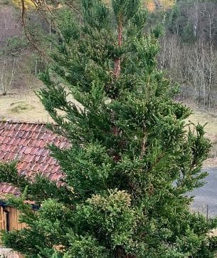 Cryptomeria japonica 'Jindai'