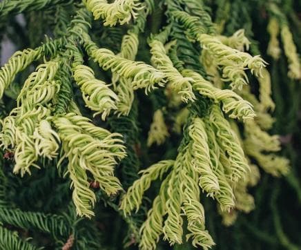 Cryptomeria japonica 'Kyra Gold'