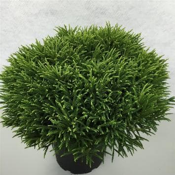 Cryptomeria japonica 'Little Champion'