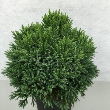 Cryptomeria japonica 'Little Diamond'