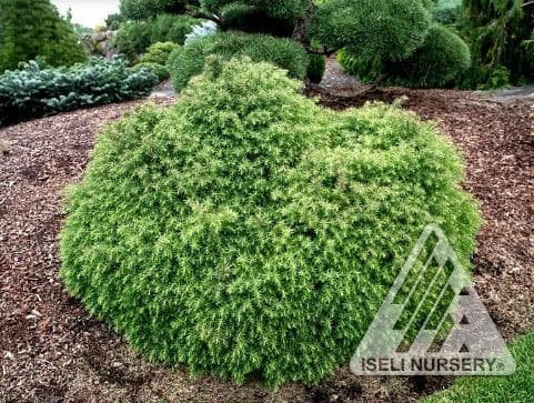 Cryptomeria japonica 'Mushroom'