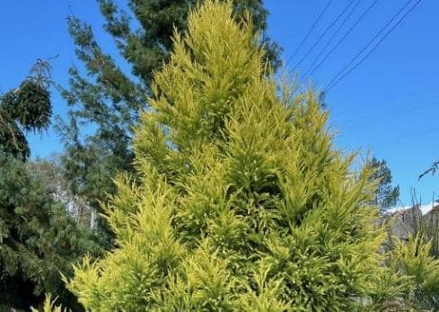 Cryptomeria japonica 'Sekkan Sugi'