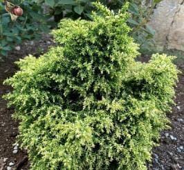 Cryptomeria japonica 'Twinkle Toes'