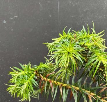 Cunninghamia lanceolata 'Glauca'