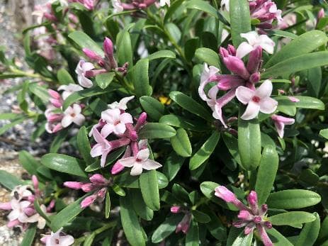Daphne x transatlantica 'Eternal Fragrance'