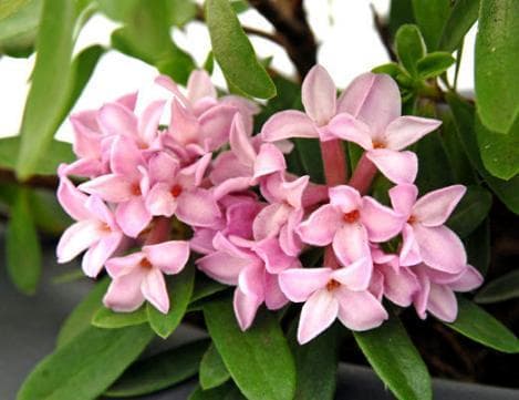 Daphne x transatlantica 'Pink Fragrance'