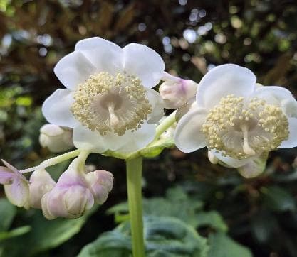 Deinanthe bifida