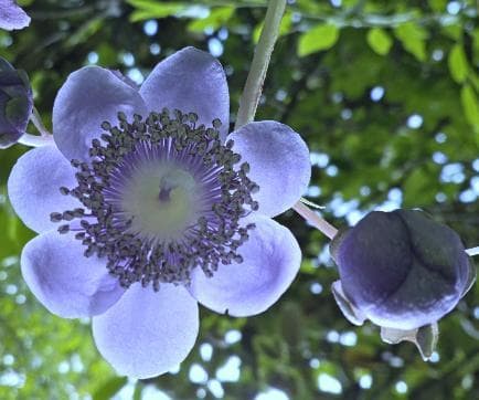 Deinanthe caerulea 'Blue Wonder'
