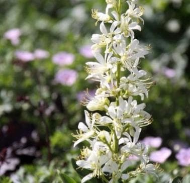 Dictamnus albus 'Albiflorus'