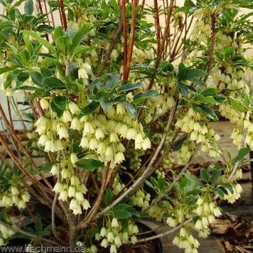 Enkianthus campanulatus 'Albiflorus'