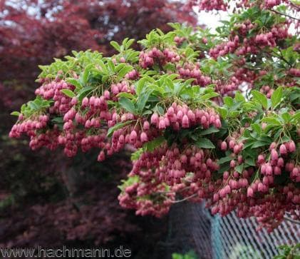 Enkianthus campanulatus 'Ruby Glow'