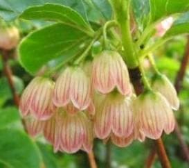 Enkianthus campanulatus 'Venus'