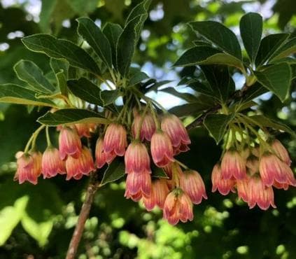 Enkianthus campanulatus