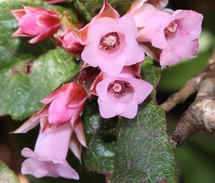 Epigaea asiatica