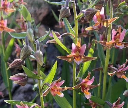 Epipactis 'Sabine
